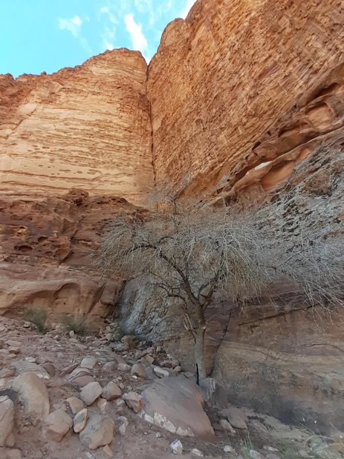 Wadi Rum Moon Light Camp Exterior photo